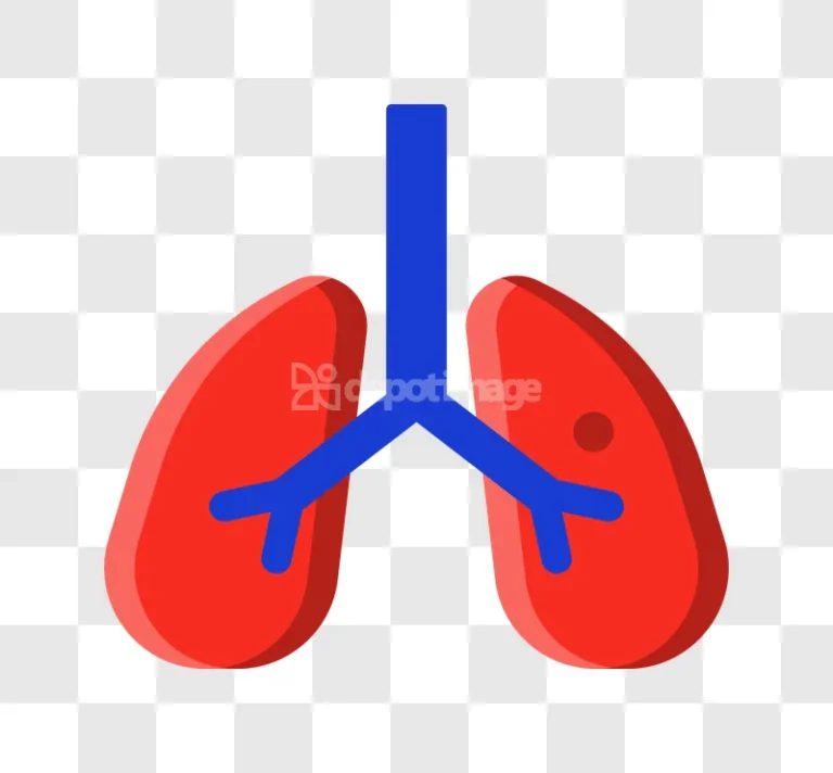 Human Lungs Bronchi Illustration Medical flat design red blue