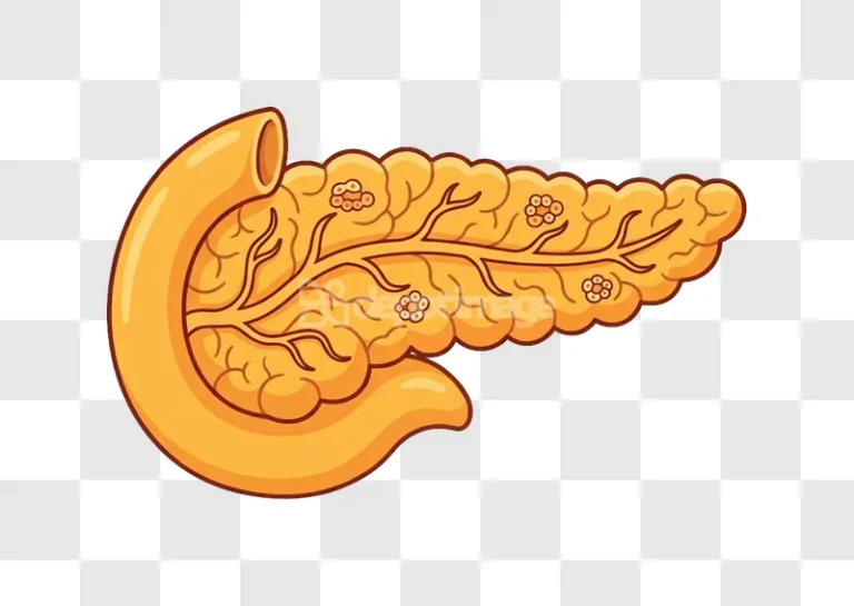Human Pancreas Duodenum Exocrine Endocrine Gland