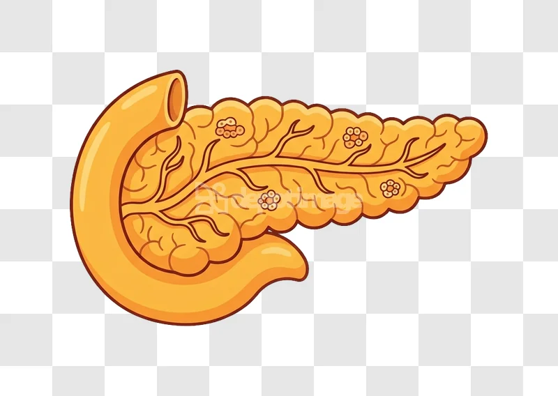 Human Pancreas Duodenum Exocrine Endocrine Gland cartoon style transparent background