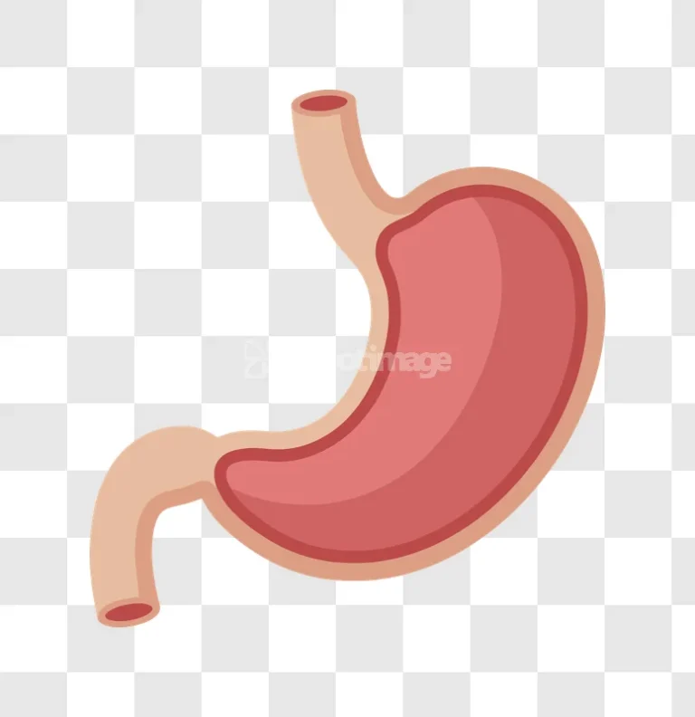 Human Stomach Anatomy Digestive Organ Biology Illustration
