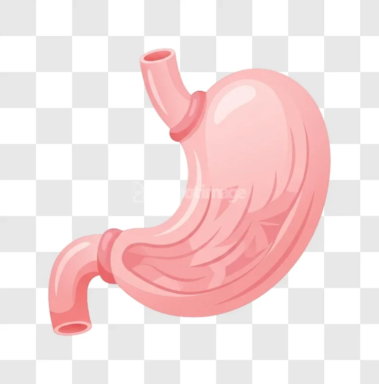 Human Stomach Digestive Organ Cartoon Pink Illustration