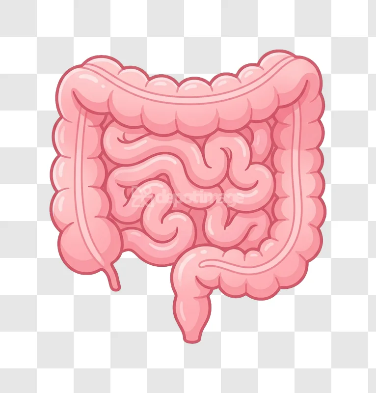 Illustration of the Human Digestive System