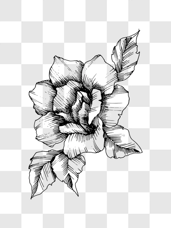 Ink Drawing Line Art Rose Flower Petals black outline transparent
