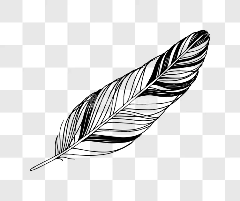 Ink Line Art Feather Illustration Drawing