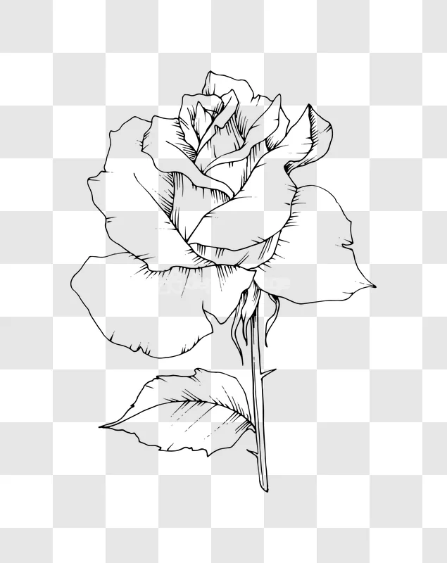 Ink Line Art Rose Flower Drawing Illustration