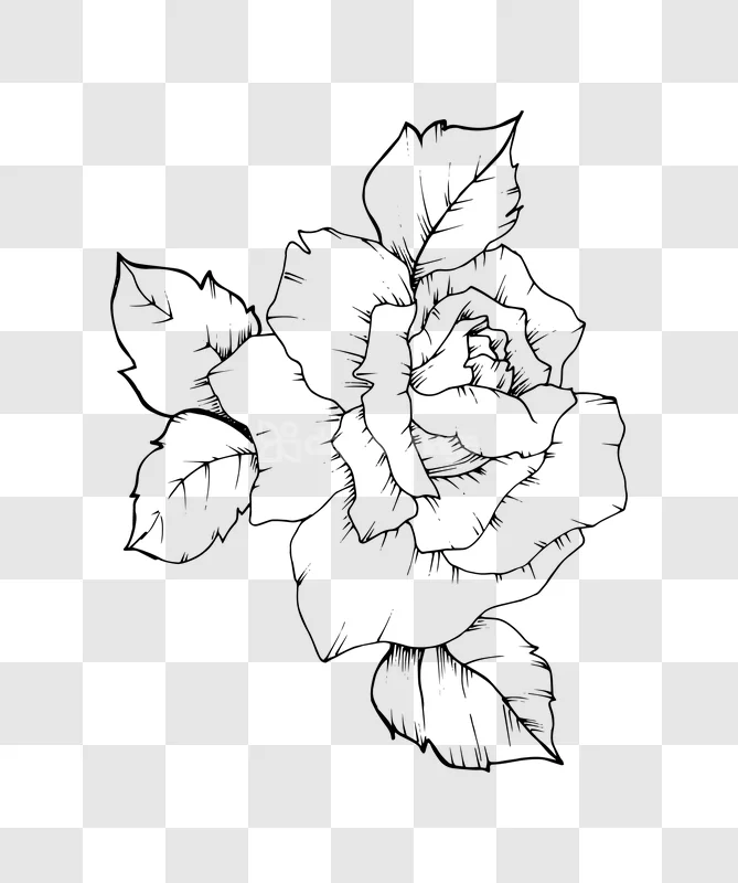 Line Art Detailed Rose Flower Drawing Illustration