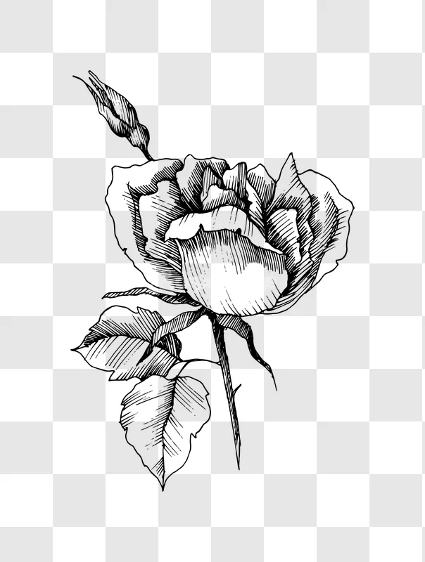 Line Art Rose Bud Leaves Illustration Sketch
