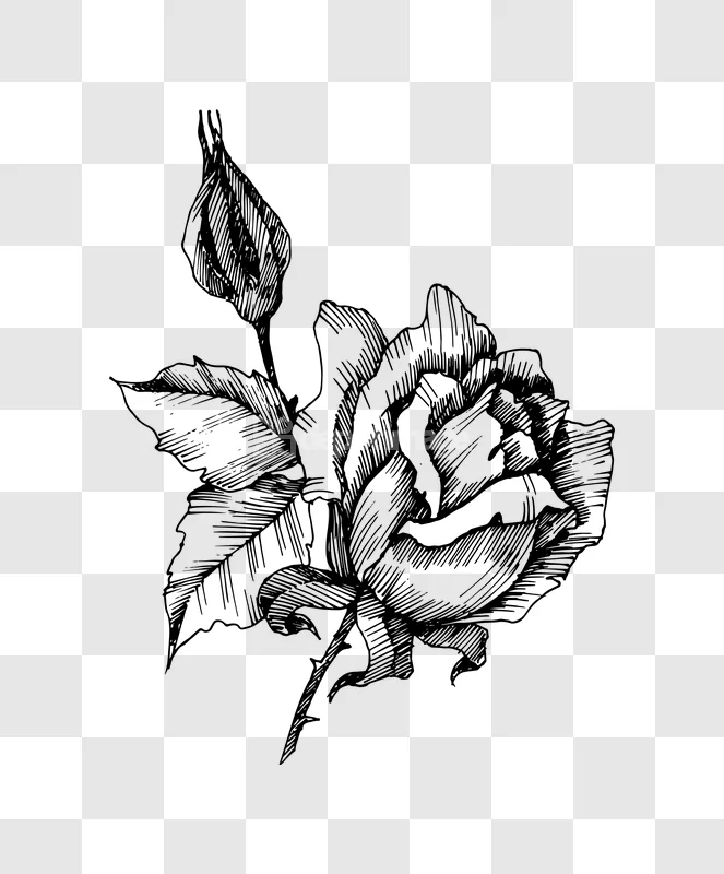 Line Art Rose Flower Bloom Bud Vintage Graphic