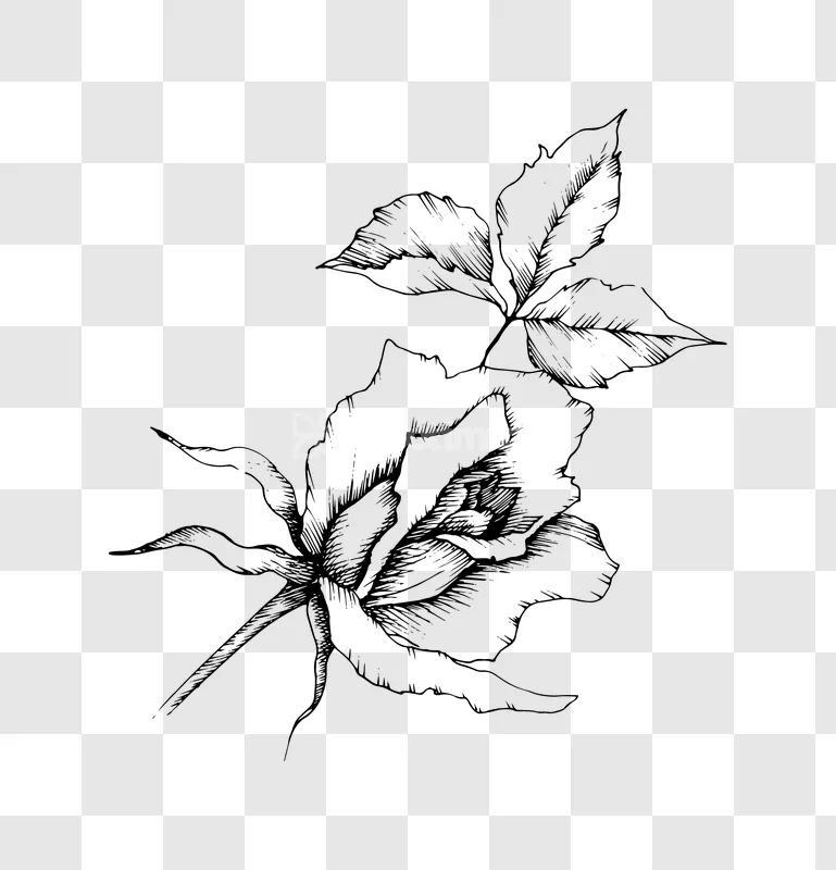 Line Art Rose Flower Bloom Drawing Sketch