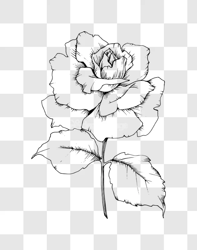 Line Art Rose Flower Bloom Hand Drawn Illustration