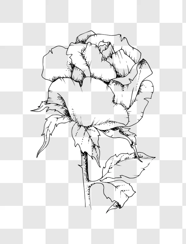 Line Art Rose Flower Detailed Illustration Petal