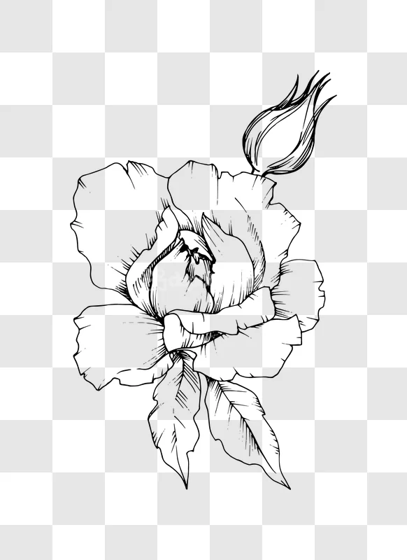 Line Art Rose Flower Hand Drawn Illustration Print black outline transparent background