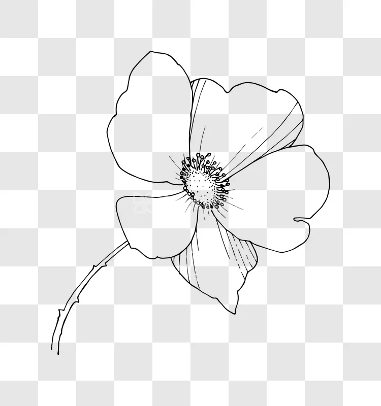 Line Art Rose Flower Hand Drawn Illustration