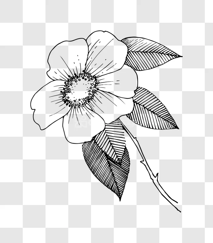 Line Art Rose Flower Illustration Pen transparent background