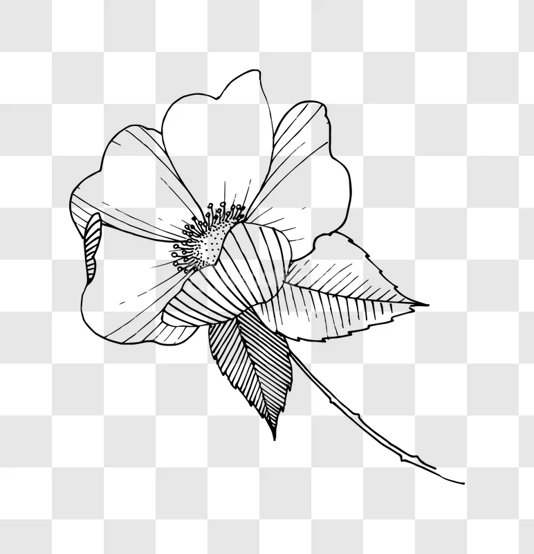 Line Art Rose Flower Ink Drawing Illustration black line art