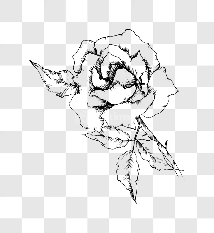 Line Art Rose Flower Ink Drawing Sketch