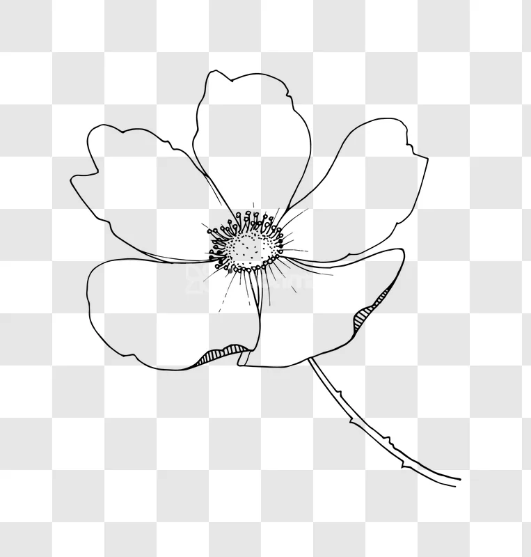 Line Art Rose Flower Ink Illustration Uncolored Sketch