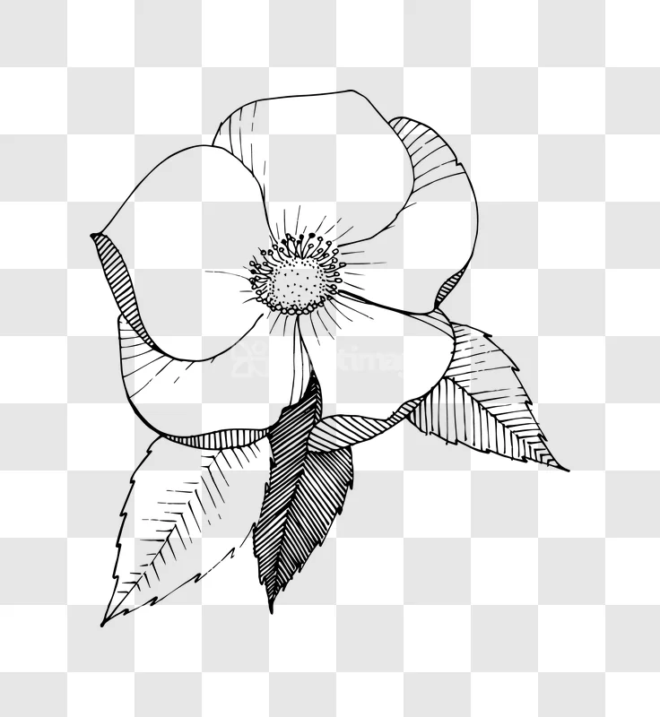 Line Art Wild Rose Flower Black White Illustration