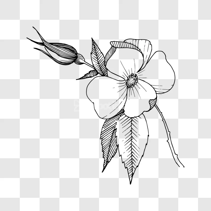 Line Art Wild Rose Flower Bud Leaves Ink Drawing transparent black white