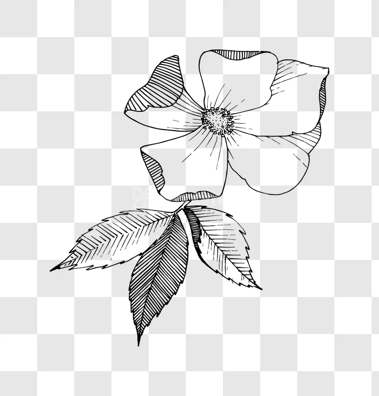 Line Art Wild Rose Flower Leaves Drawing