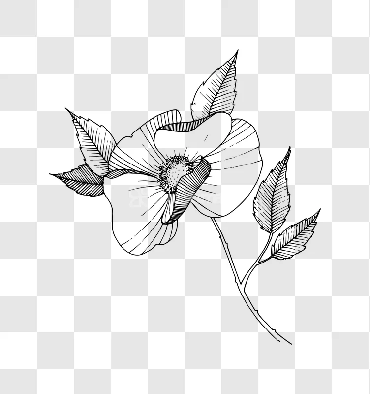 Line Art Wild Rose Flower Leaves Ink Drawing black and white, transparent background