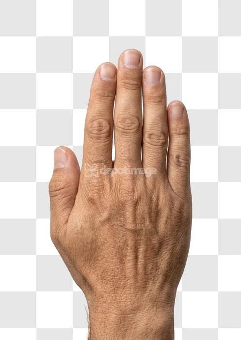 Male Hand With Fingers Extended Upward adult skin tone transparent background