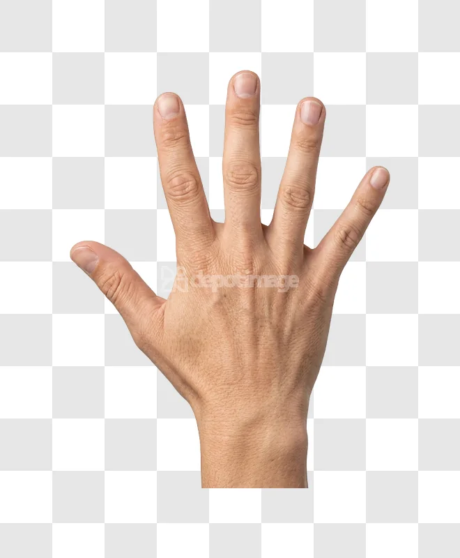 Open Palm Facing up Skin Hand light skin tone, bare, natural