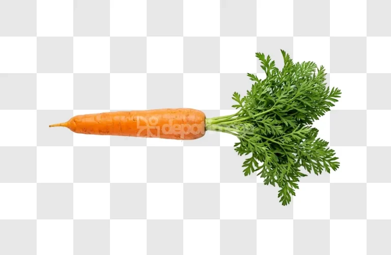 Orange Carrot Green Leaves isolated on black background