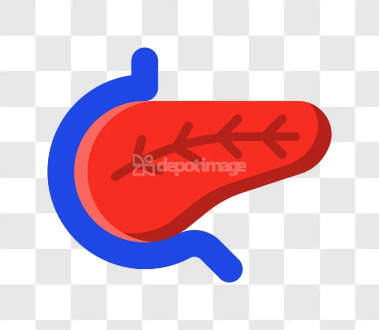 Pancreas Duodenum Organ Anatomy Medical Icon