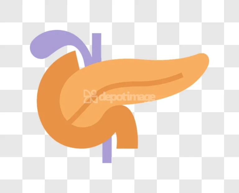 Pancreas Gland Anatomy Medical Illustration flat cartoon style orange purple