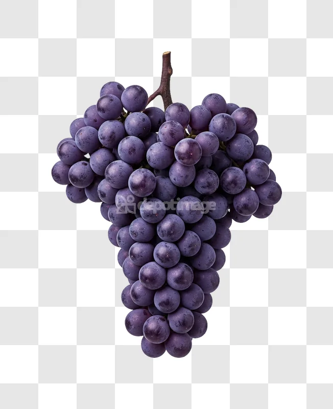 Purple Grapes Bunch dark purple berries on stem