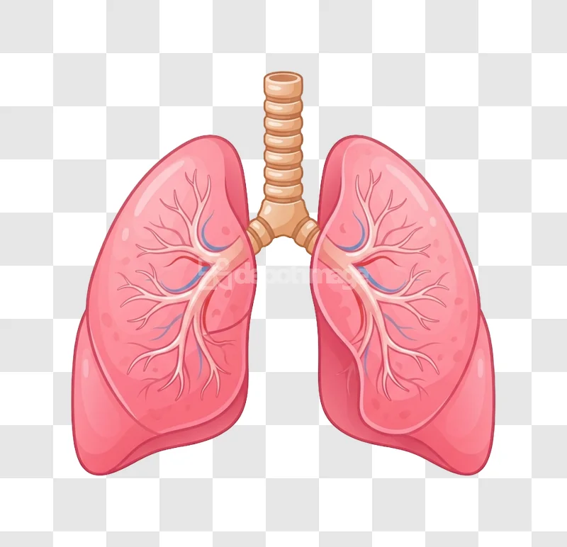 Realistic Human Lungs Respiratory System Organ detailed pink anatomy illustration