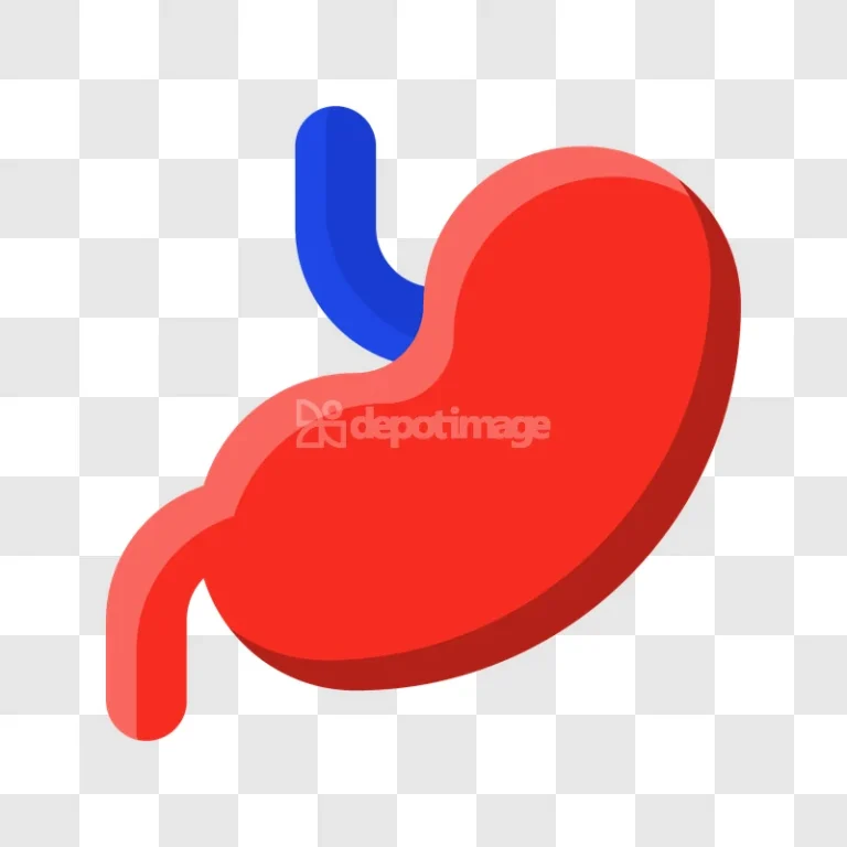 Red Human Stomach Organ Anatomy Icon