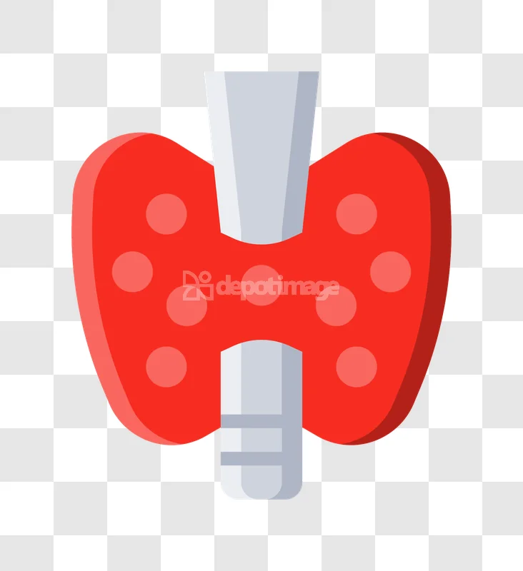 Red Thyroid Gland Human Endocrine Anatomy
