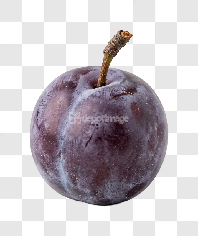Ripe Dark Purple Plum with stem, dark purple skin, isolated on black