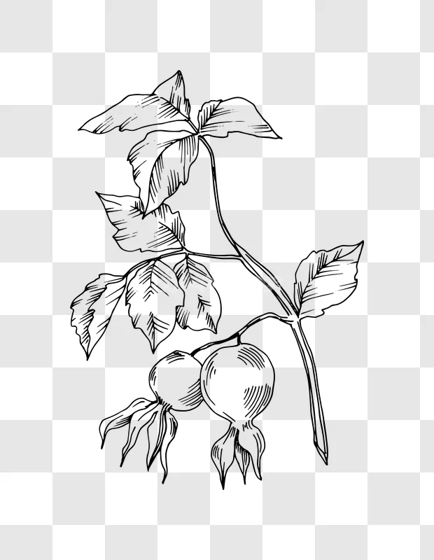 Rose Hip Berries Leaves Ink Drawing Illustration