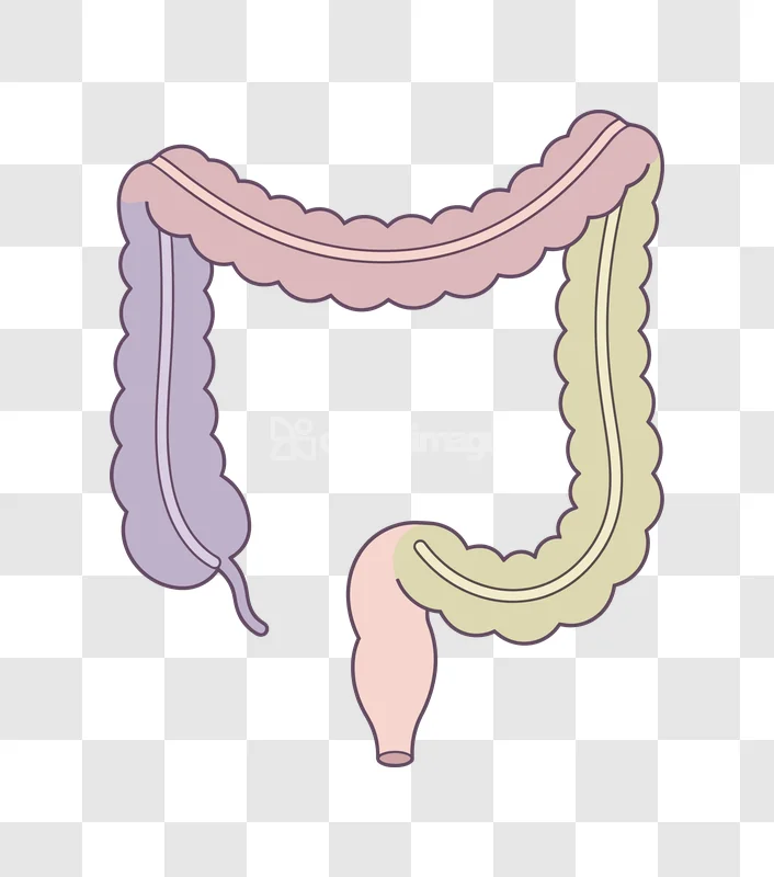 Simple Illustration of Human Large Intestine, flat cartoon style, pink purple green