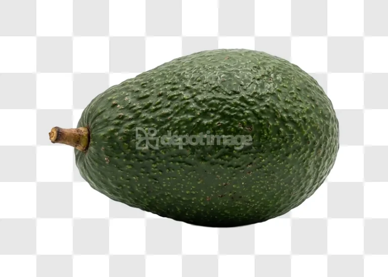 Single Fresh Green Hatch Avocado Fruit with textured green skin and stem