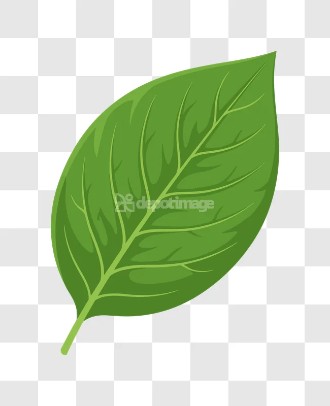 Single Green Leaf With Visible Veins vector illustration transparent background