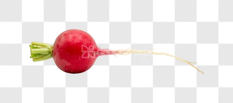 Single Red Radish Elongated Root with green stem, white root, transparent background