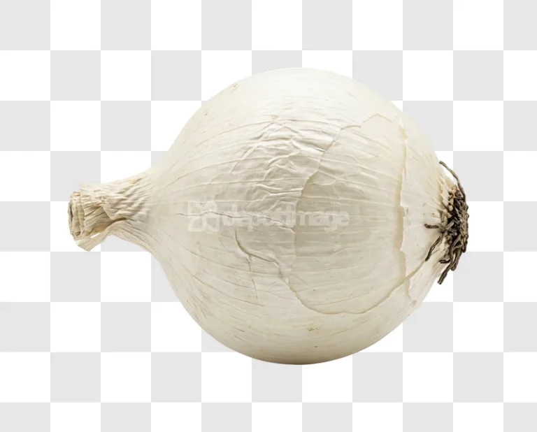 Single White Onion Bulb with papery skin and roots