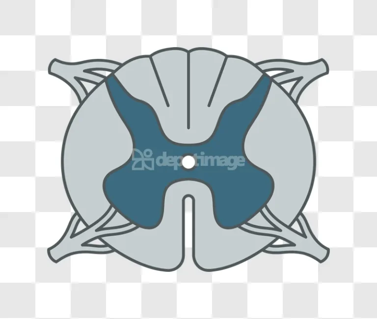 Spinal Cord Cross Section Anatomy Diagram flat gray blue icon