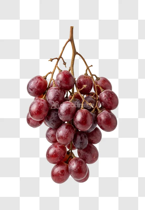 Sweet Ripe Red Grapes Bunch Fruit on stem with water droplets