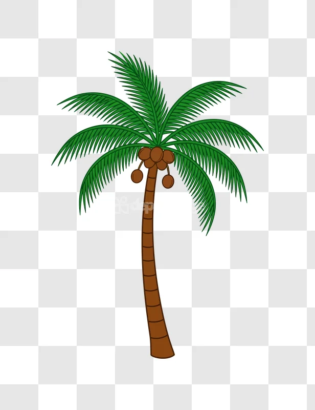 Tropical Coconut Palm Tree Green Leaves cartoon style transparent background