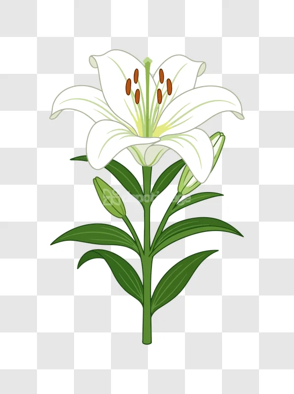 White Lily Flower With Buds and Leaves vector illustration transparent background