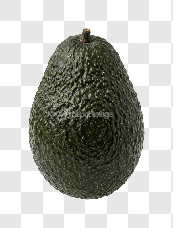 Whole Dark Green Avocado textured skin dark green
