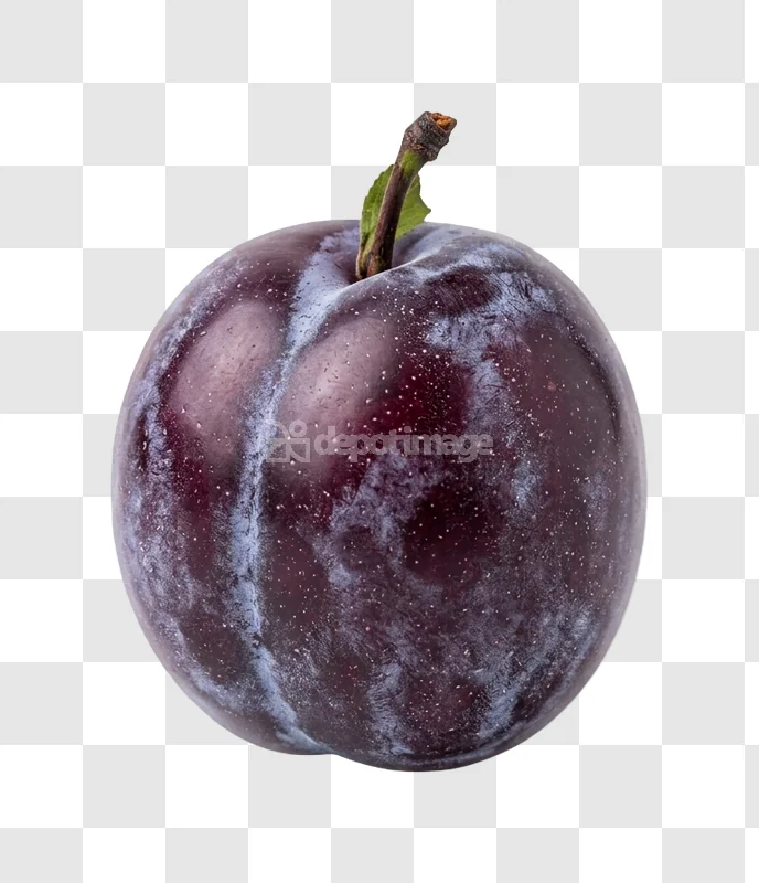 Whole Dark Purple Plum with stem, deep purple color, white bloom