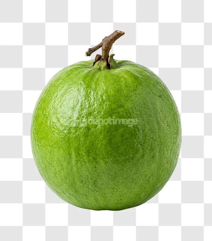 Whole Green Guava Fruit single ripe green fruit with stem