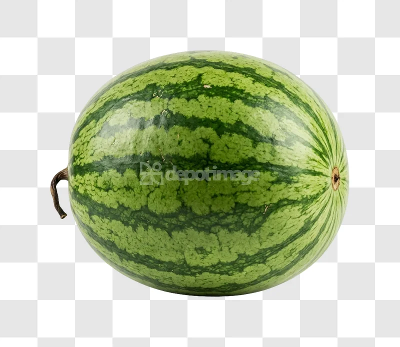 Whole Green Striped Watermelon vibrant green striped transparent