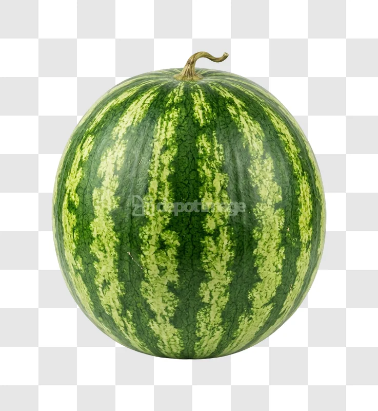 Whole Green Watermelon Fruit with dark and light green stripes, stem visible
